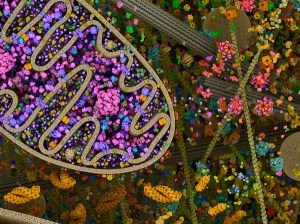 Cellular landscape around a mitochondrion.